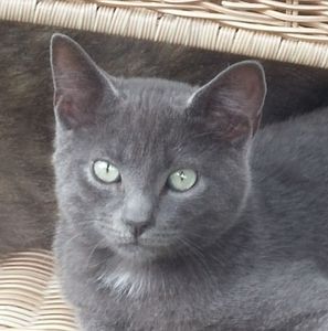 Meet your Posher, Dawn